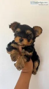 Toy Yorkshire Terrier puppies
