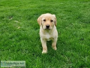 AKC Registered Yellow Lab Pup