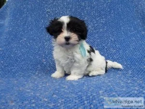 ShihPoo Puppies