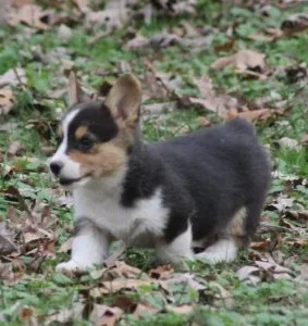 Pembroke Welsh Corgi puppies