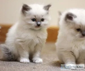 2 Male and female Ragdoll Kittens TICA registered and chipped