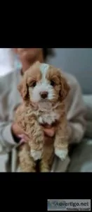 Good looking Cavapoo puppies
