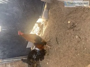 Gallos finos