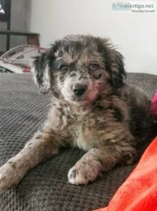 Mini Aussiedoodle F1B puppies available