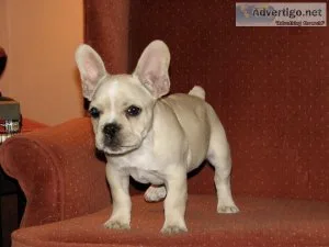 French Bulldog puppies for sale
