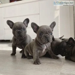 Tina Female French Bulldog Puppy