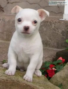 Brutus Chihuahua