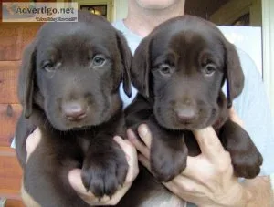 chocolate lab puppies