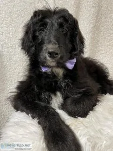 Aussidoodle