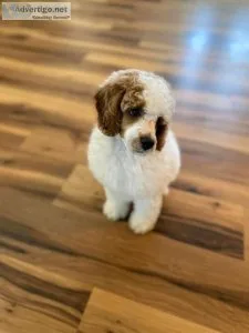 Outstanding Goldendooodle pups for sale