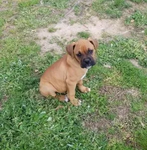 Boxer Puppies for sale