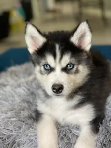 Husky Pups