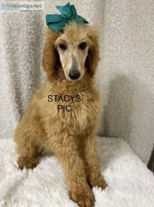 Light Red Poodles