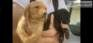 Golden Retriever Lab mix Puppies