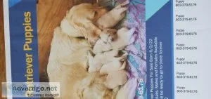 Golden Retriever Puppies