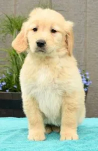 Golden retriever (8 weeks old)