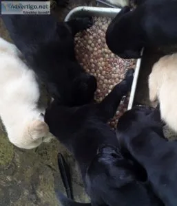 Puppies for sale