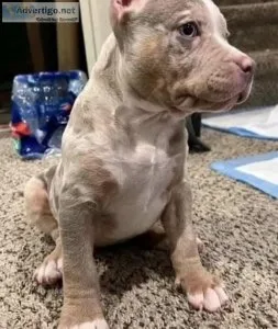 Puppies