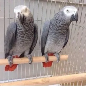 Congo African grey Parrots
