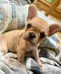 Wormed to date French Bulldog Puppies