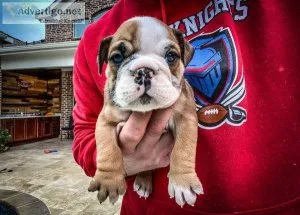 Lovely and caring English Bulldog Puppies