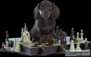 Brain Training for Dogs - Unique Dog Training Course