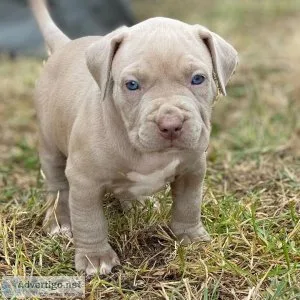 Xl bully pups  One of the best litters in UK