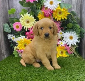 Golden Retriever Puppies for sale