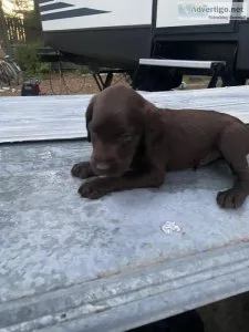 Lab and labradoodles