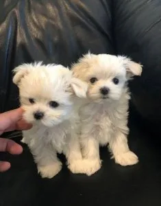 Maltese puppies well trained