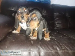 Basset Hound Puppies Available
