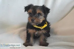 CKC Yorkies male