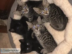 kittens free