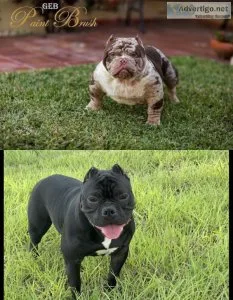 Exotic American Bullies