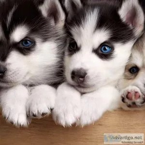 Siberian Husky Puppies for sale