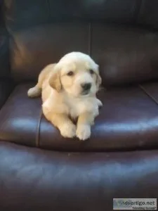 Golden Retriever Puppies