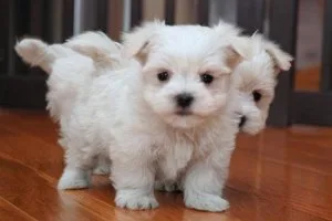 Gorgeous full coat teacup Maltese puppies