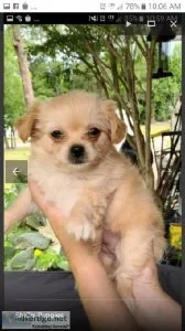 ShiChi puppies