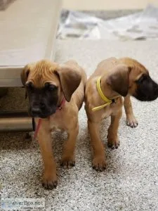 Great Dane Puppies adorable and are confident