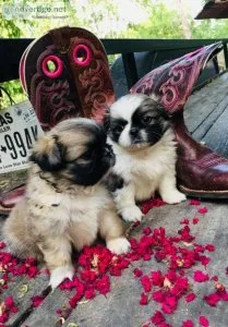 Pekingese Puppies