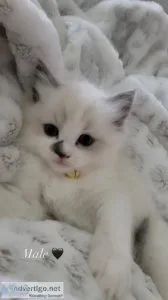 Ragdoll kittens 