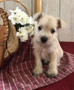 Akc Registered Miniature Schnauzer Puppies