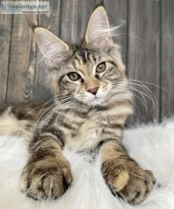 Female maine coon kitten