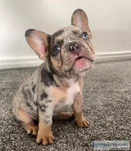 Charming French Bulldog puppies available