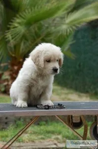 Golden Retriever Puppies are here
