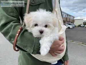 Sensational MALTESE  Puppies READY NOW