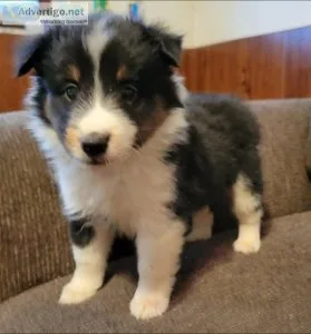 Shetland Sheepdog in need of a perfect home