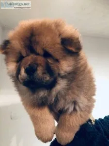 Chow Chow Pups accustomed to toilet