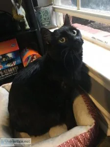 2 male cats