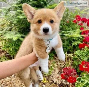 Astounding PEMBROKE WELSH CORGI puppies